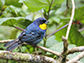 purplish-mantled tanager