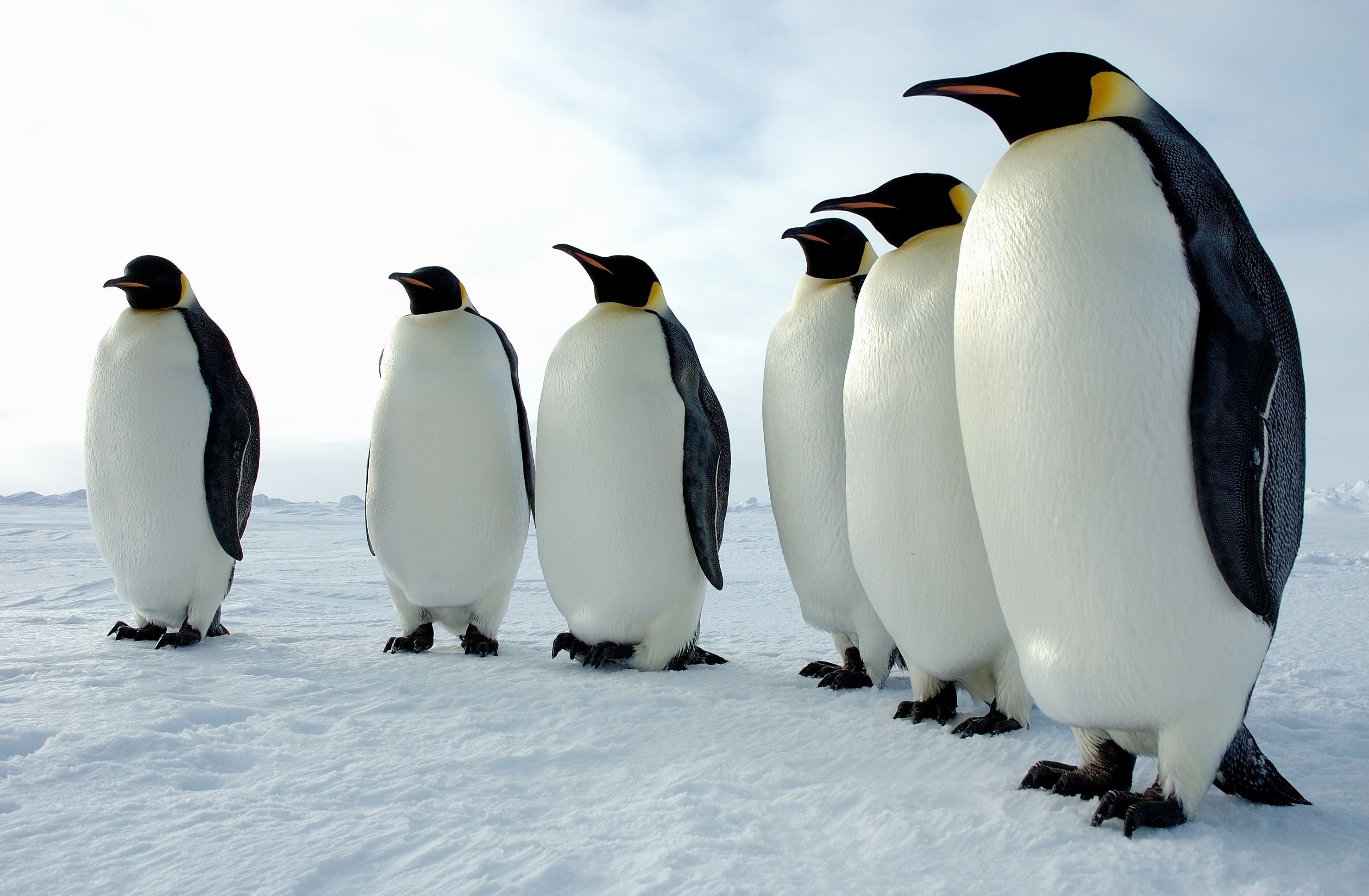 Emperor Penguins