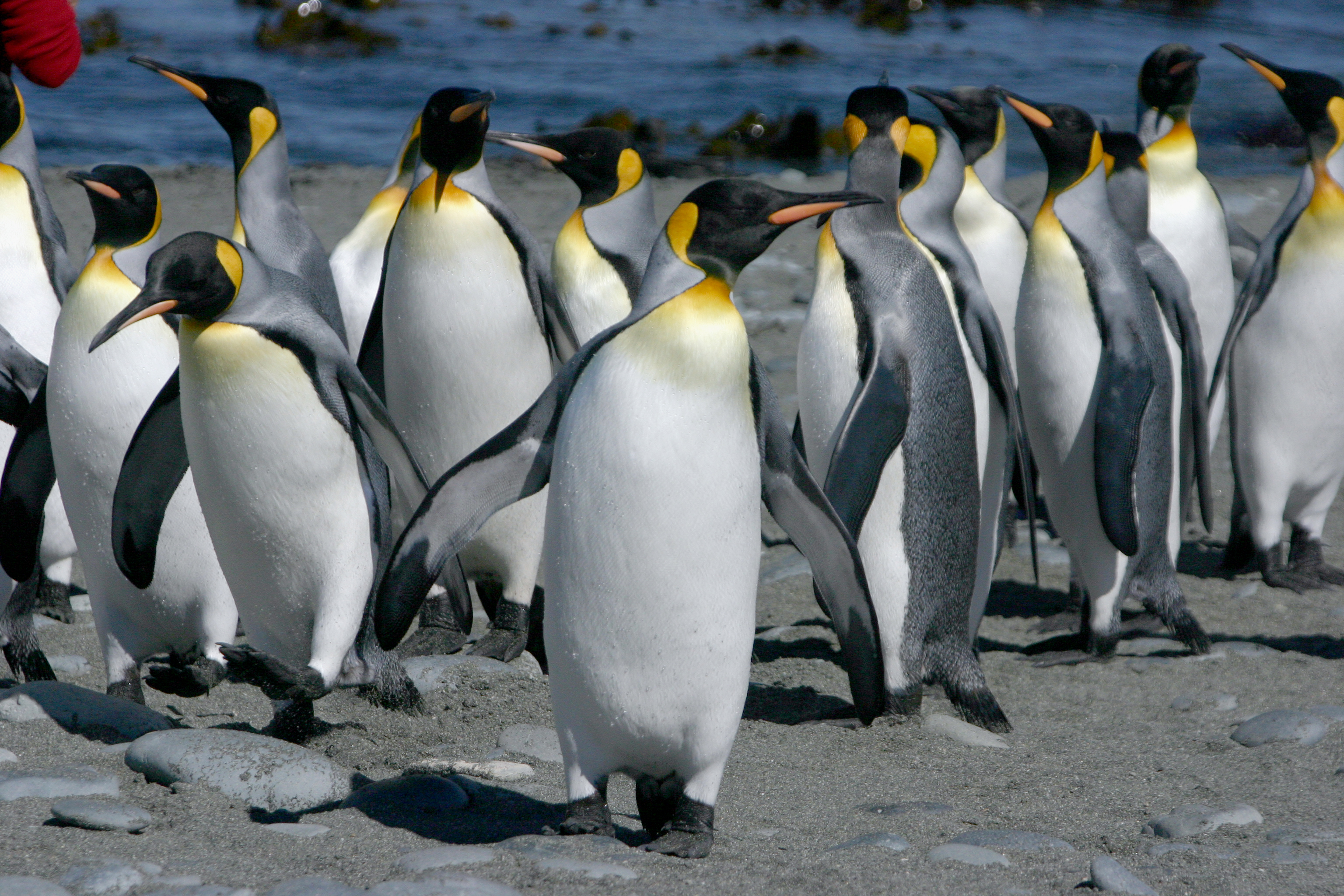 Emperor Penguins