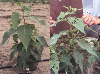 Two trees from an experimental planting in eastern Washington, USA.