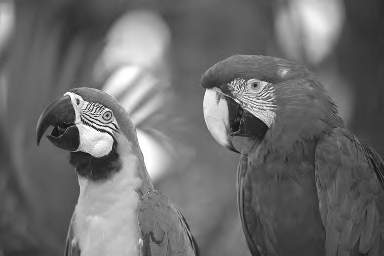 Sharpest picture of parrots